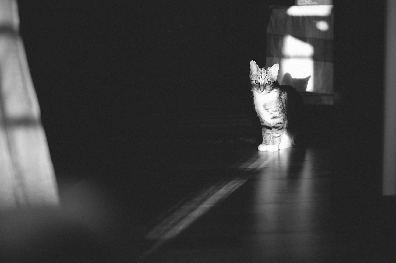 Kot w słońcu czarno białe zdjęcie